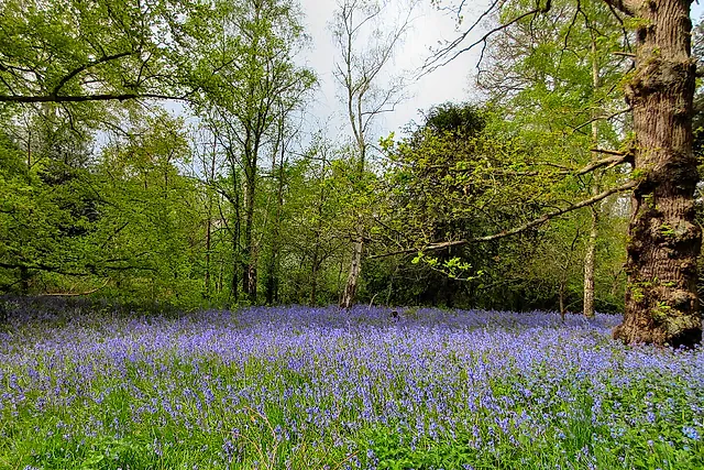 A carpet of bluebells under the trees on the woodland walk in spring