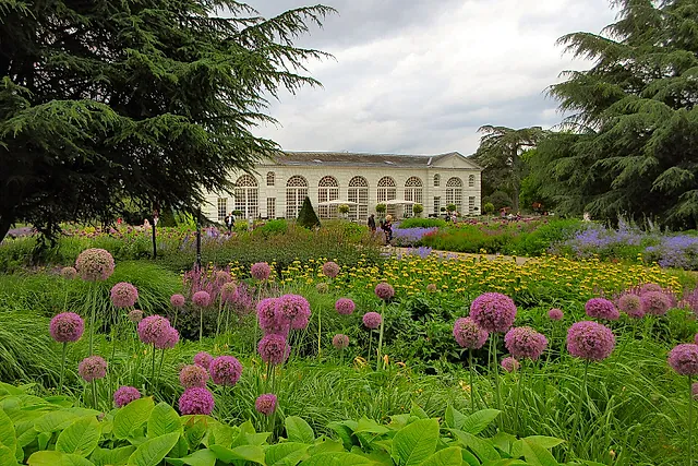 Allium viola e piante perenni gialle nelle Great Broad Walk Borders, con la bianca Orangery sullo sfondo