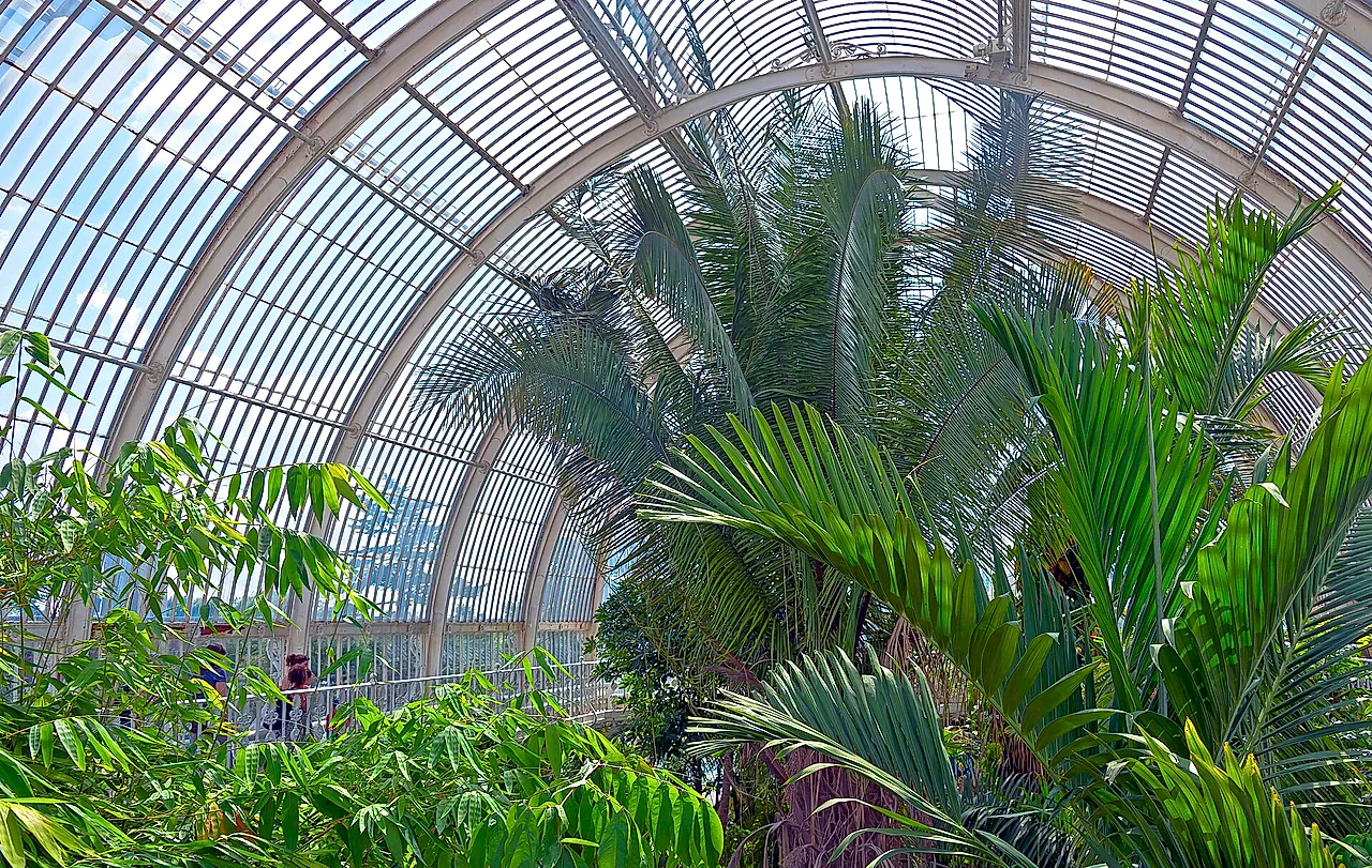 Tall palms rising inside the Palm House beneath the curved ribs of the glass roof