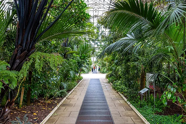 A paved path running between palms and tree ferns inside the Temperate House